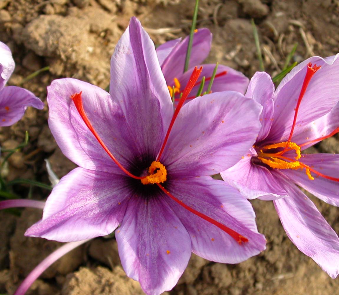 Saffron Extract